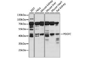 Western blot analysis of extracts of various cell lines, using PDGFC antibody (ABIN6292249) at 1:1000 dilution. (PDGFC 抗体)