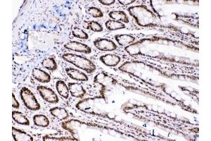 IHC testing of FFPE rat intestinal tissue with HMGB1 antibody at 1ug/ml. (HMGB1 抗体  (AA 124-154))