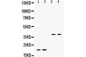 Western Blotting (WB) image for anti-Bone Morphogenetic Protein 2 (BMP2) (AA 283-312), (C-Term) antibody (ABIN3043489) (BMP2 抗体  (C-Term))