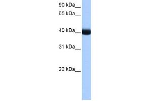WB Suggested Anti-CSNK1G3 Antibody Titration: 0. (CSNK1G3 抗体  (Middle Region))