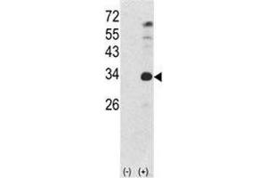 Western blot analysis of NANOG antibody and 293 cell lysate (2 ug/lane) either nontransfected (Lane 1) or transiently transfected with the human gene (2). (Nanog 抗体  (AA 267-292))