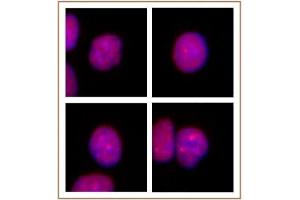 PRMT2 antibody (pAb) tested by Immunofluorescence. (PRMT2 抗体  (N-Term))