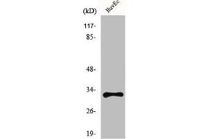 Western Blot analysis of HuvEc cells using MRGG Polyclonal Antibody (Mrgprg 抗体  (C-Term))