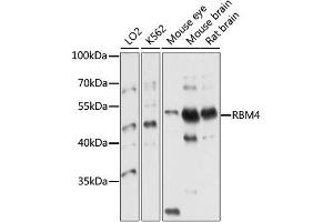 Western blot analysis of extracts of various cell lines, using RBM4 antibody (ABIN4904971) at 1:1000 dilution. (RBM4 抗体)