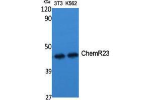 Western Blot (WB) analysis of specific cells using ChemR23 Polyclonal Antibody.