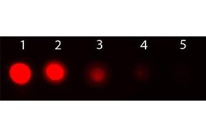 Dot Blot of AKT1 Phycoerythrin Conjugated Monoclonal Antibody.