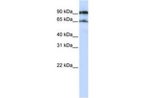 Image no. 1 for anti-ATG9 Autophagy Related 9 Homolog A (S. Cerevisiae) (ATG9A) (AA 648-697) antibody (ABIN6743344) (ATG9A 抗体  (AA 648-697))