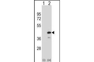 Western blot analysis of PTPN18 (arrow) using rabbit polyclonal PTPN18 Antibody (C-term) (ABIN1537322 and ABIN2848591). (PTPN18 抗体  (C-Term))