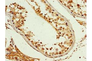 IHC image of ABIN7163773 diluted at 1:200 and staining in paraffin-embedded human testis tissue performed on a Leica BondTM system. (PCBP2 抗体  (AA 171-293))
