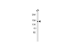 Western Blotting (WB) image for anti-Sirtuin 1 (SIRT1) (AA 566-601), (C-Term) antibody (ABIN6242824)