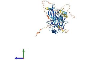 AlphaFold protein structure predicition of Human Recombinant CAMKK1 Protein, UniprotID Q8N5S9 (CAMKK1 Protein (AA 1-505) (His tag))