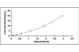 Induced Myeloid Leukemia Cell Differentiation Protein Mcl-1 (MCL1) ELISA Kit