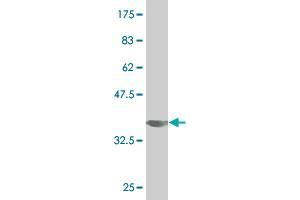 Western Blot detection against Immunogen (34. (SIGLEC6 抗体  (AA 371-453))