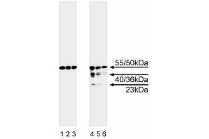 Western blot analysis of caspase-8. (Caspase 8 抗体  (full length))