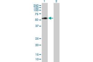 Western Blot analysis of MIDN expression in transfected 293T cell line by MIDN MaxPab polyclonal antibody.