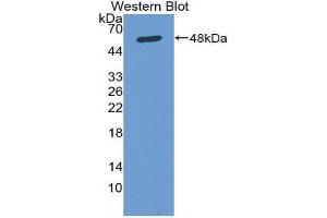 Western Blotting (WB) image for anti-Secreted Protein, Acidic, Cysteine-Rich (Osteonectin) (SPARC) (AA 18-303) antibody (ABIN1078415)