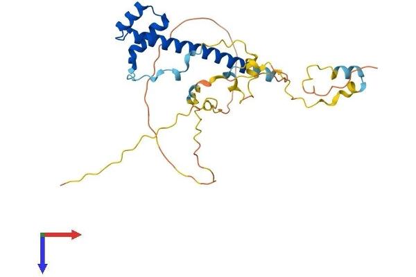 TLX2 Protein (AA 1-284) (His tag)