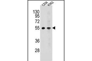 MCHR1 Antibody (C-term) (ABIN654645 and ABIN2844341) western blot analysis in CEM,K562 cell line lysates (35 μg/lane). (MCHR1 抗体  (C-Term))