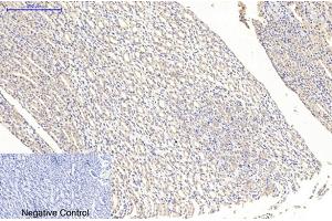 Immunohistochemical analysis of paraffin-embedded rat kidney tissue. (MAP2 抗体)