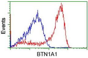 HEK293T cells transfected with either RC223852 overexpress plasmid (Red) or empty vector control plasmid (Blue) were immunostained by anti-BTN1A1 antibody (ABIN2452839), and then analyzed by flow cytometry. (BTN1A1 抗体)