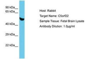 Image no. 1 for anti-Chromosome 5 Open Reading Frame 22 (C5ORF22) (AA 153-202) antibody (ABIN6750627) (C5ORF22 抗体  (AA 153-202))