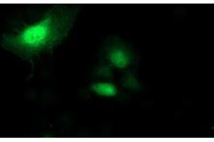 Anti-SH2D2A mouse monoclonal antibody (ABIN2455613) immunofluorescent staining of COS7 cells transiently transfected by pCMV6-ENTRY SH2D2A (RC204162).