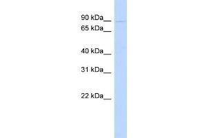 WB Suggested Anti-POSTN Antibody Titration:  1 ug/ml  Positive Control:  721_B cell lysate (Periostin 抗体  (N-Term))