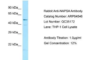 Western Blotting (WB) image for anti-Napsin A Aspartic Peptidase (NAPSA) (C-Term) antibody (ABIN971227) (NAPSA 抗体  (C-Term))