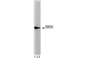 Western blot analysis of MEK2 on a RSV-3T3 cell lysate. (MEK2 抗体  (AA 1-110))