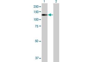 Western Blot analysis of TRPA1 expression in transfected 293T cell line by TRPA1 MaxPab polyclonal antibody. (TRPA1 抗体  (AA 1-1119))