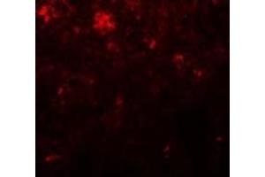 Immunofluorescence of NANOG in Human Spleen cells with NANOG antibody at 20 µg/ml.