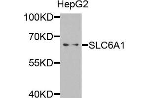 Western blot analysis of extracts of HepG2 cells, using SLC6A1 antibody. (SLC6A1 抗体)