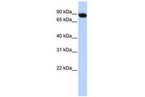 Image no. 1 for anti-Activating Transcription Factor 6 beta (ATF6B) (AA 504-553) antibody (ABIN6740266)