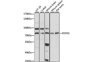 Western blot analysis of extracts of various cell lines, using DDX51 antibody. (DDX51 抗体)