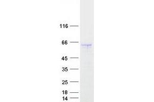 GORAB Protein (Myc-DYKDDDDK Tag)