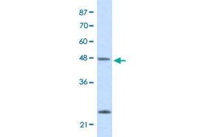 Western Blot analysis of HepG2 cell lysate with CBX6 polyclonal antibody  at 2. (CBX6 抗体  (N-Term))