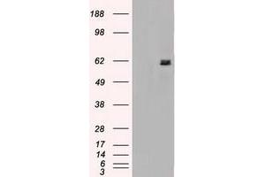 Image no. 2 for anti-Nuclear Receptor Binding Protein 1 (NRBP1) antibody (ABIN1499822) (NRBP1 抗体)
