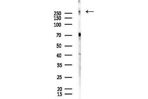 Western blot analysis of lysates from Rat testis, using Piezo1 Antibody at 1/1000 dilution.