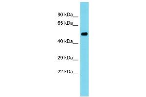 Western Blotting (WB) image for anti-Phosphodiesterase 12 (PDE12) (C-Term) antibody (ABIN2785354) (PDE12 抗体  (C-Term))