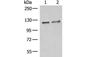 Western blot analysis of K562 cell Human fetal brain tissue lysates using IPO11 Polyclonal Antibody at dilution of 1:500 (Importin 11 抗体)