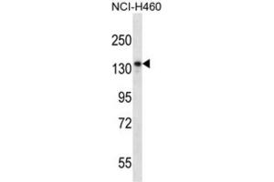 Western Blotting (WB) image for anti-Nardilysin (N-Arginine Dibasic Convertase) (NRD1) antibody (ABIN2997697) (NRD1 抗体)