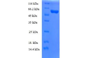 MRPL19 Protein (AA 1-292, full length) (GST tag)