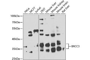 Western blot analysis of extracts of various cell lines, using BRCC3 antibody (ABIN6129997, ABIN6137648, ABIN6137649 and ABIN6224012) at 1:1000 dilution. (BRCC3 抗体  (AA 1-316))