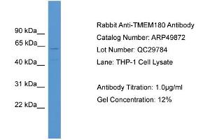 WB Suggested Anti-TMEM180  Antibody Titration: 0. (TMEM180 抗体  (Middle Region))