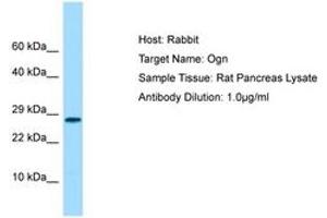 Image no. 1 for anti-Osteoglycin (OGN) (C-Term) antibody (ABIN6749874) (OGN 抗体  (C-Term))