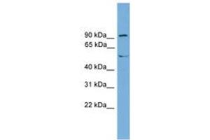 Image no. 1 for anti-Nuclear Receptor Subfamily 4, Group A, Member 3 (NR4A3) (AA 503-552) antibody (ABIN6744907) (NR4A3 抗体  (AA 503-552))