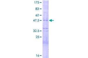 HES4 Protein (AA 1-221) (GST tag)