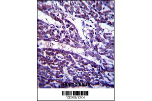 TUBGCP5 Antibody immunohistochemistry analysis in formalin fixed and paraffin embedded human heart tissue followed by peroxidase conjugation of the secondary antibody and DAB staining. (TUBGCP5 抗体  (N-Term))