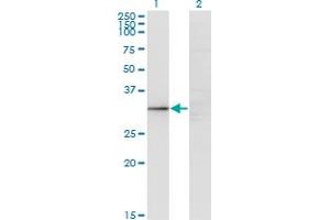 GIMAP5 antibody  (AA 1-307)