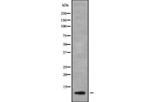 Western blot analysis SERP1 using MCF7 whole cell lysates (SERP1 抗体  (Internal Region))
